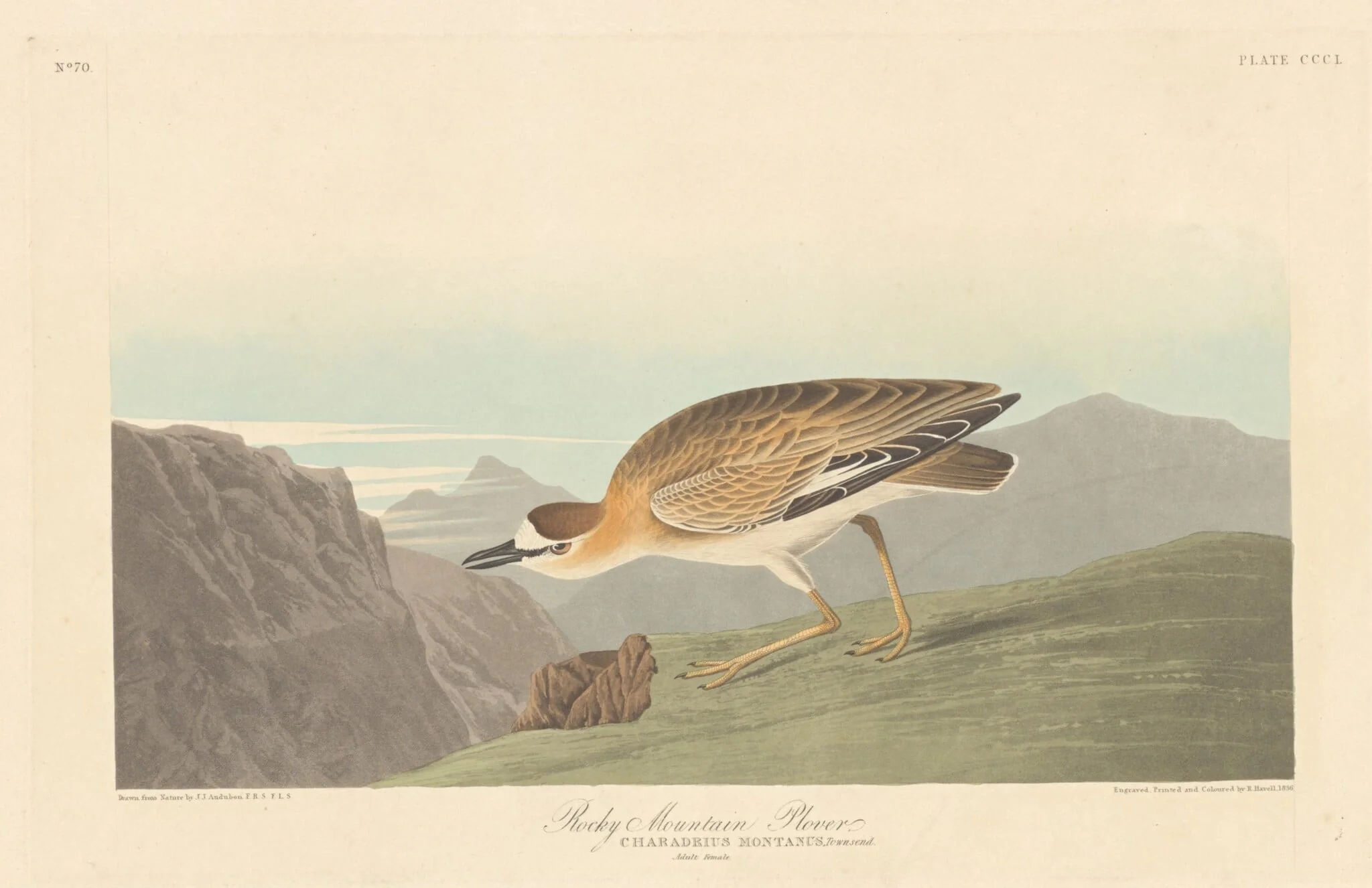 Rocky Mountain Plover, by Robert Havell Jr., ink, 1836