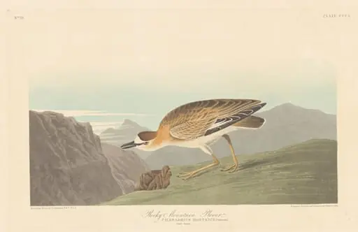 Rocky Mountain Plover