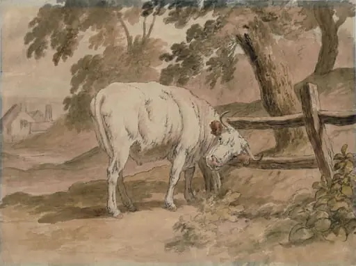 Ox Rubbing Itself Against Rails