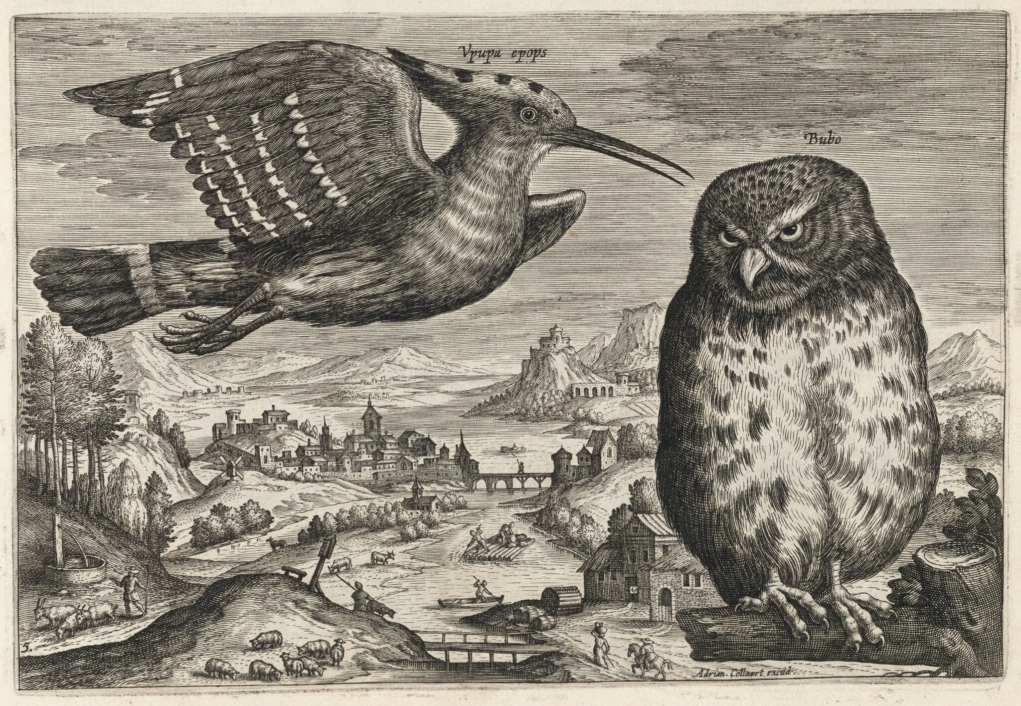 Hoopoe and Owl, by Adriaen Collaert, ink, 1600