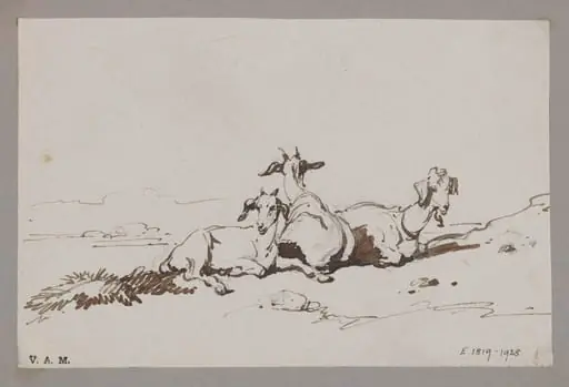 Three goats
