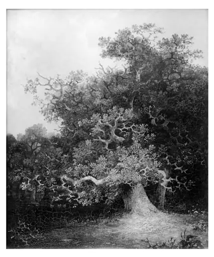 Forest scene with oak trees