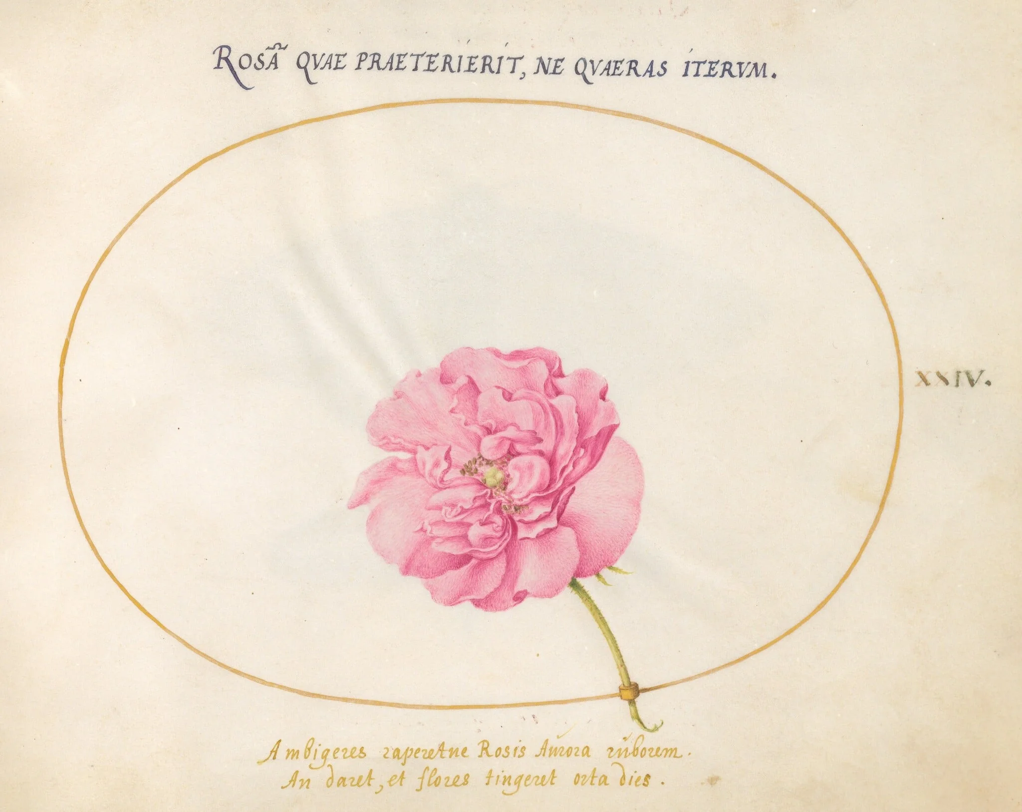 Plate 24: Pink Rose, by Joris Hoefnagel, gouache, 1594
