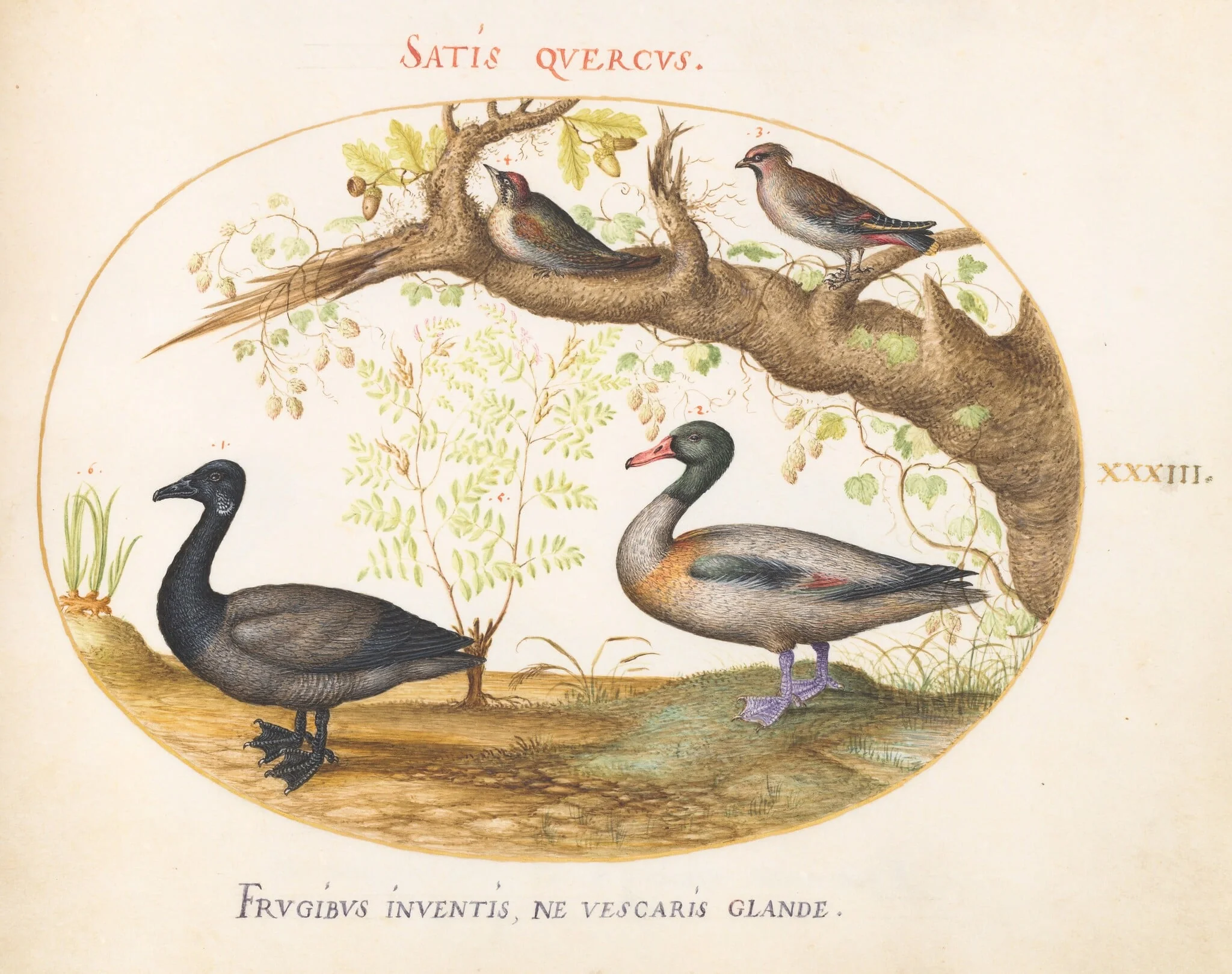 Plate 33: A Pair of Bohemian Waxwings, a Shelduck(?), and a Brant Goose with a Ginger Plant, by Joris Hoefnagel, gouache, 1594
