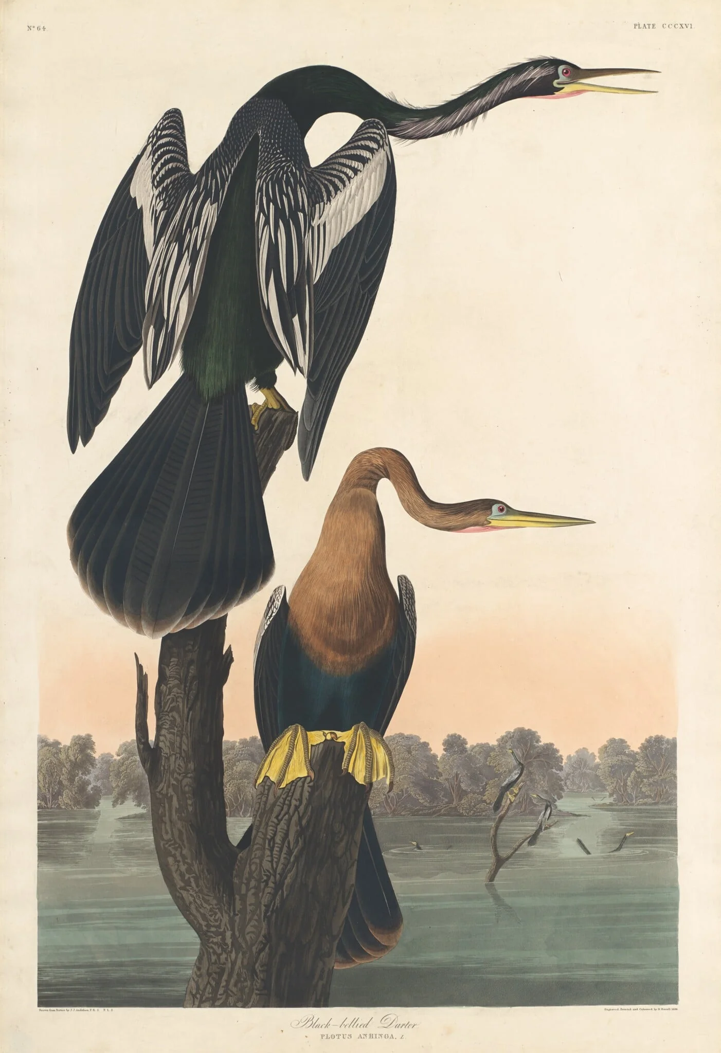 Black-bellied Darter