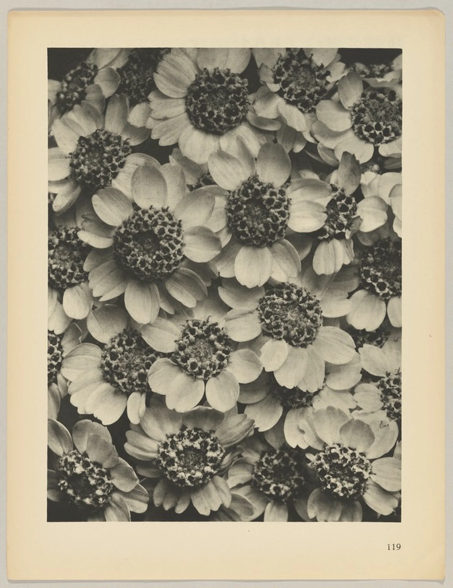 Achillea clypeolata