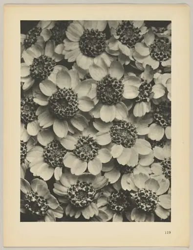 Achillea clypeolata