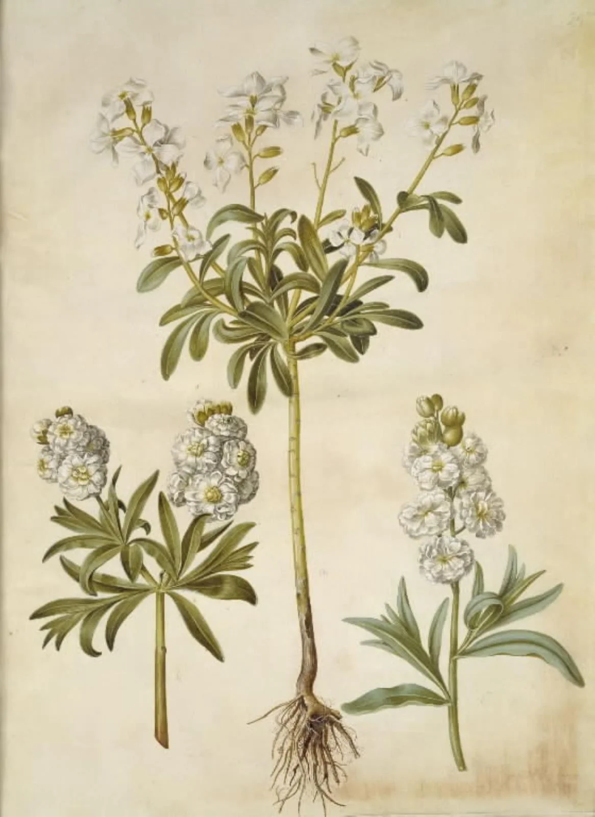 Matthiola incana (vinter-levkøj), by Unknown, unspecified, 1654