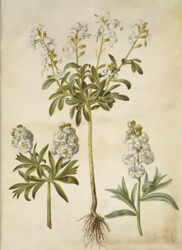 Matthiola incana (vinter-levkøj)