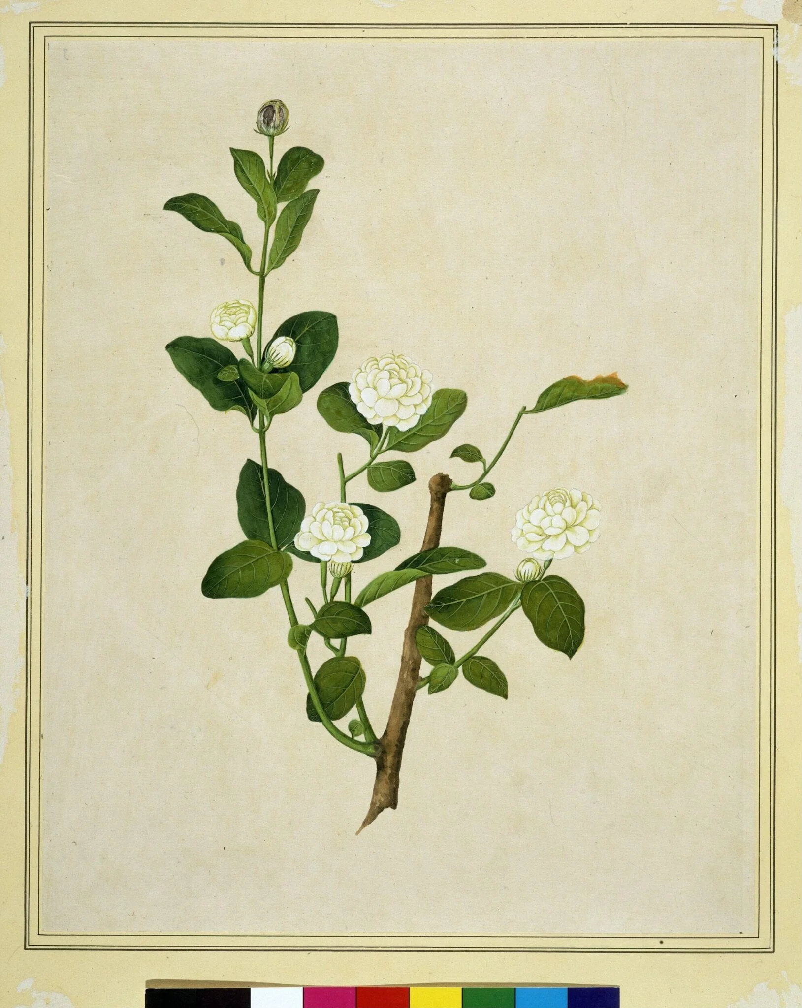 Arabian jasmine