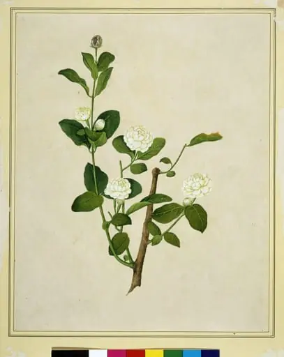 Arabian jasmine