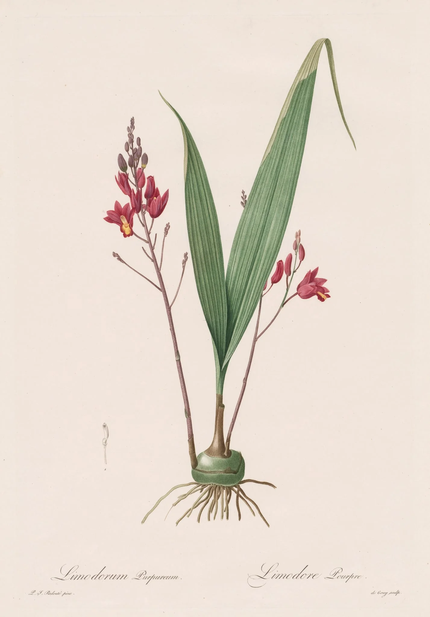 Les Liliacées:  Limodorum purpureum, by Pierre Joseph Redouté, 1809