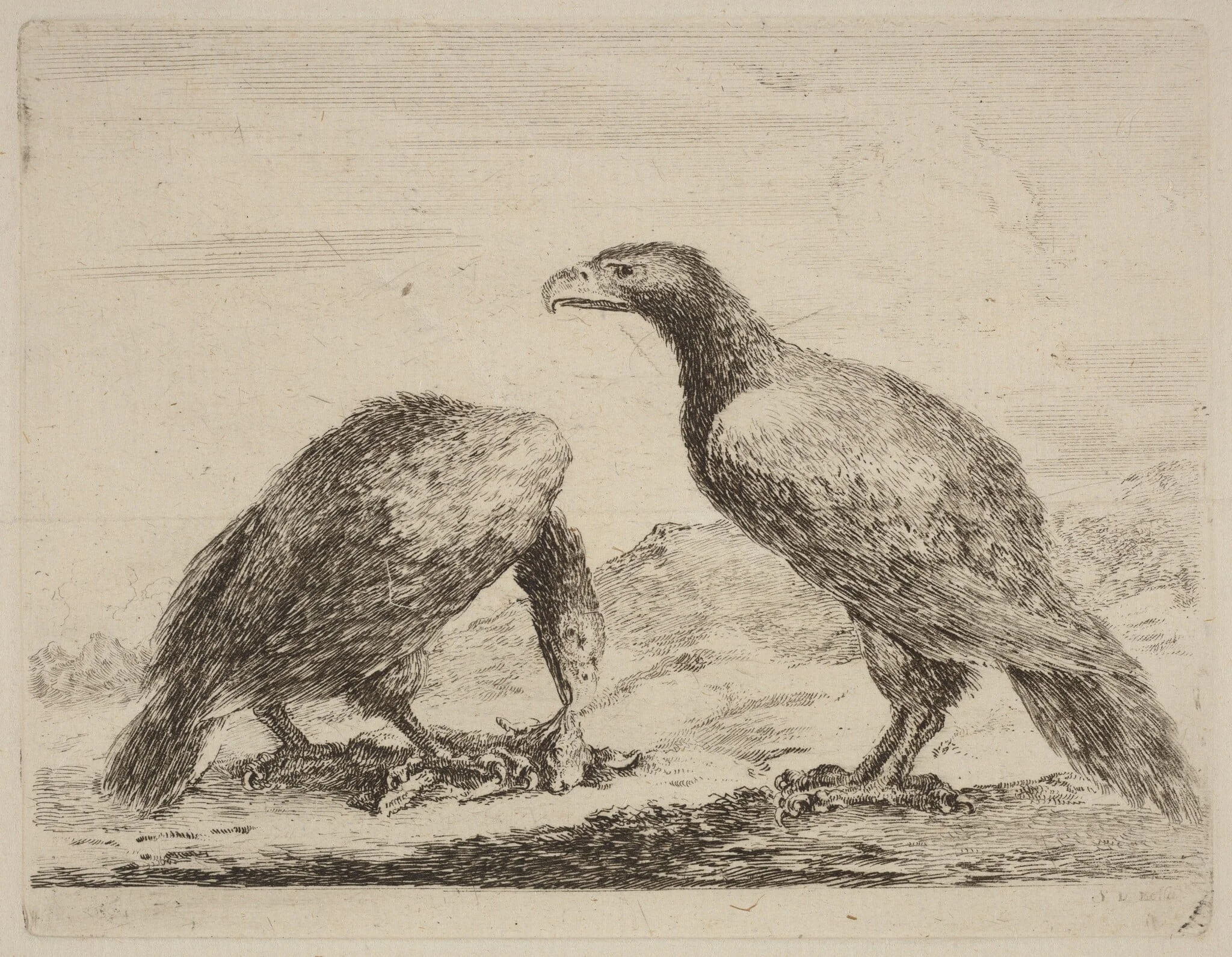 Two Eagles, One Eating a Small Lamb, by Stefano Della Bella, ink, 1637