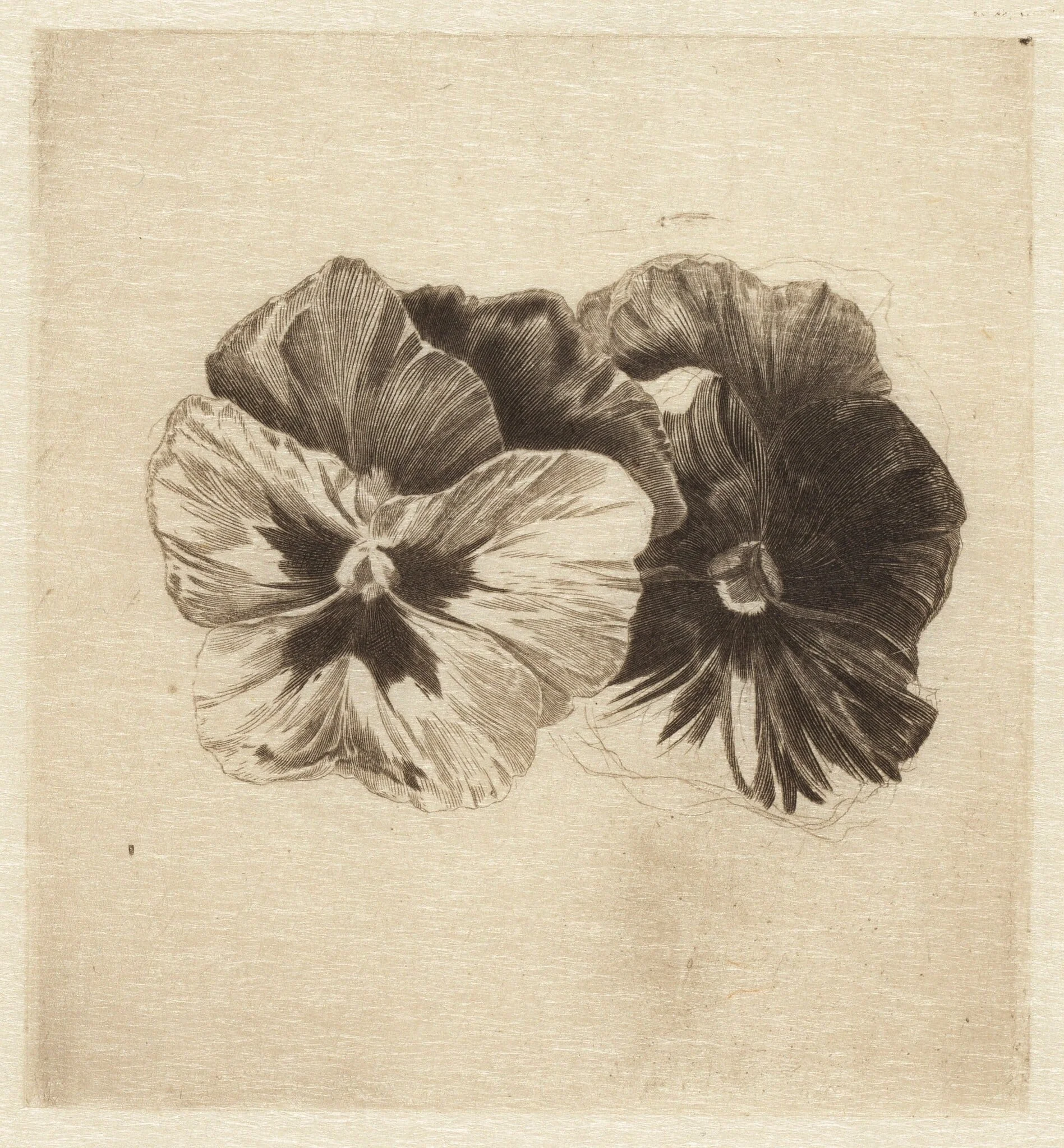Pansies, by James David Smillie, ink, 1910