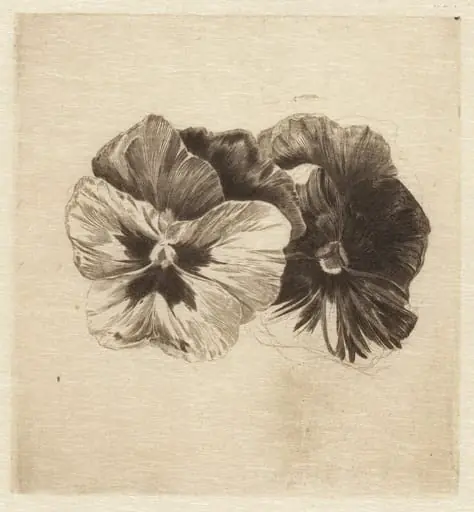 Pansies