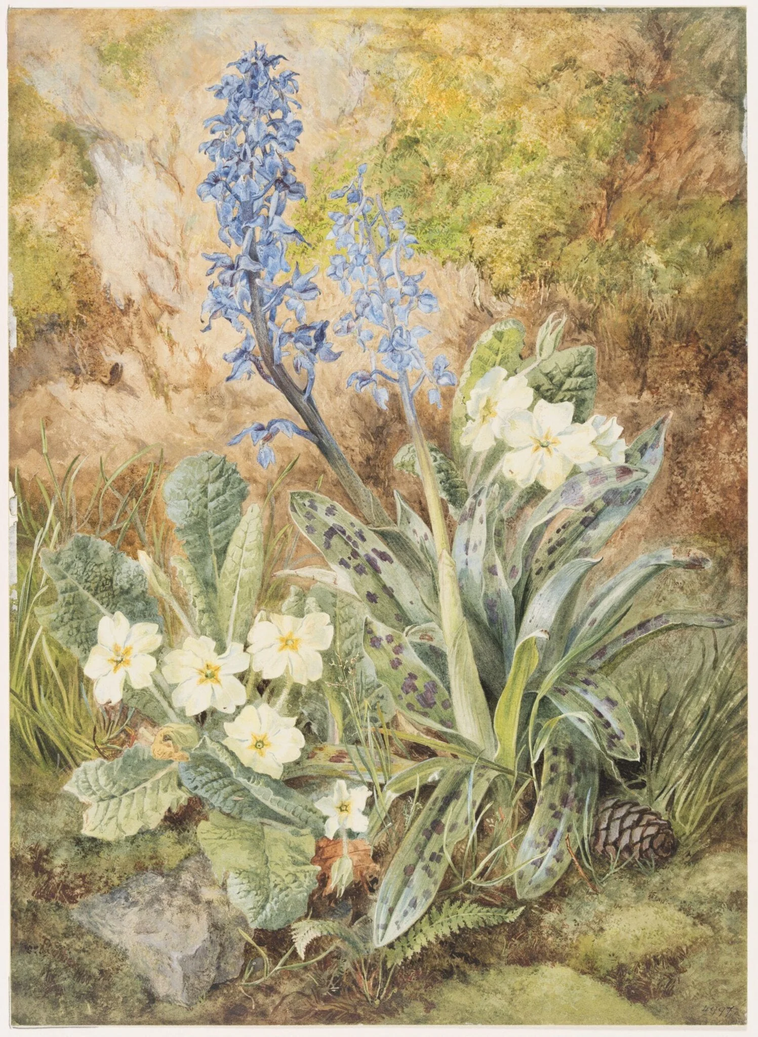 Purple Orchids and Primroses