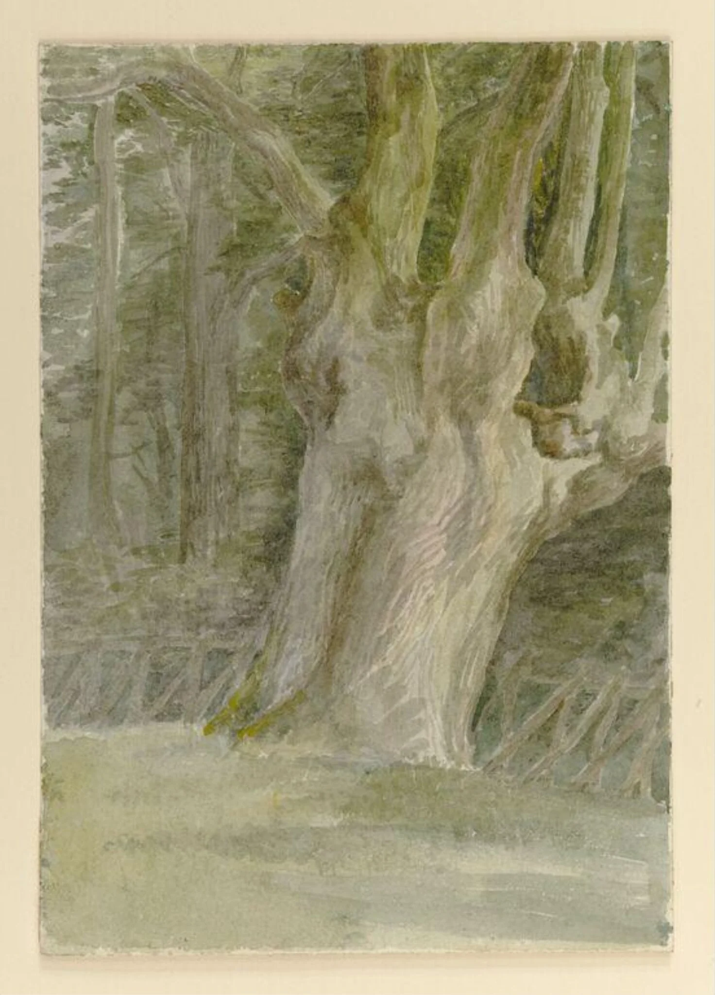 A tree trunk in a field at the edge of a wood, by Beatrix Potter, watercolor, 1850