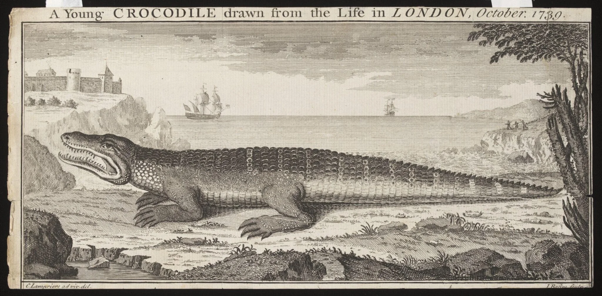 A Young CROCODILE drawn from the Life in LONDON, October. 1739., by Lampriere, C., 1739