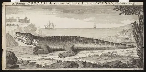 A Young CROCODILE drawn from the Life in LONDON, October. 1739.