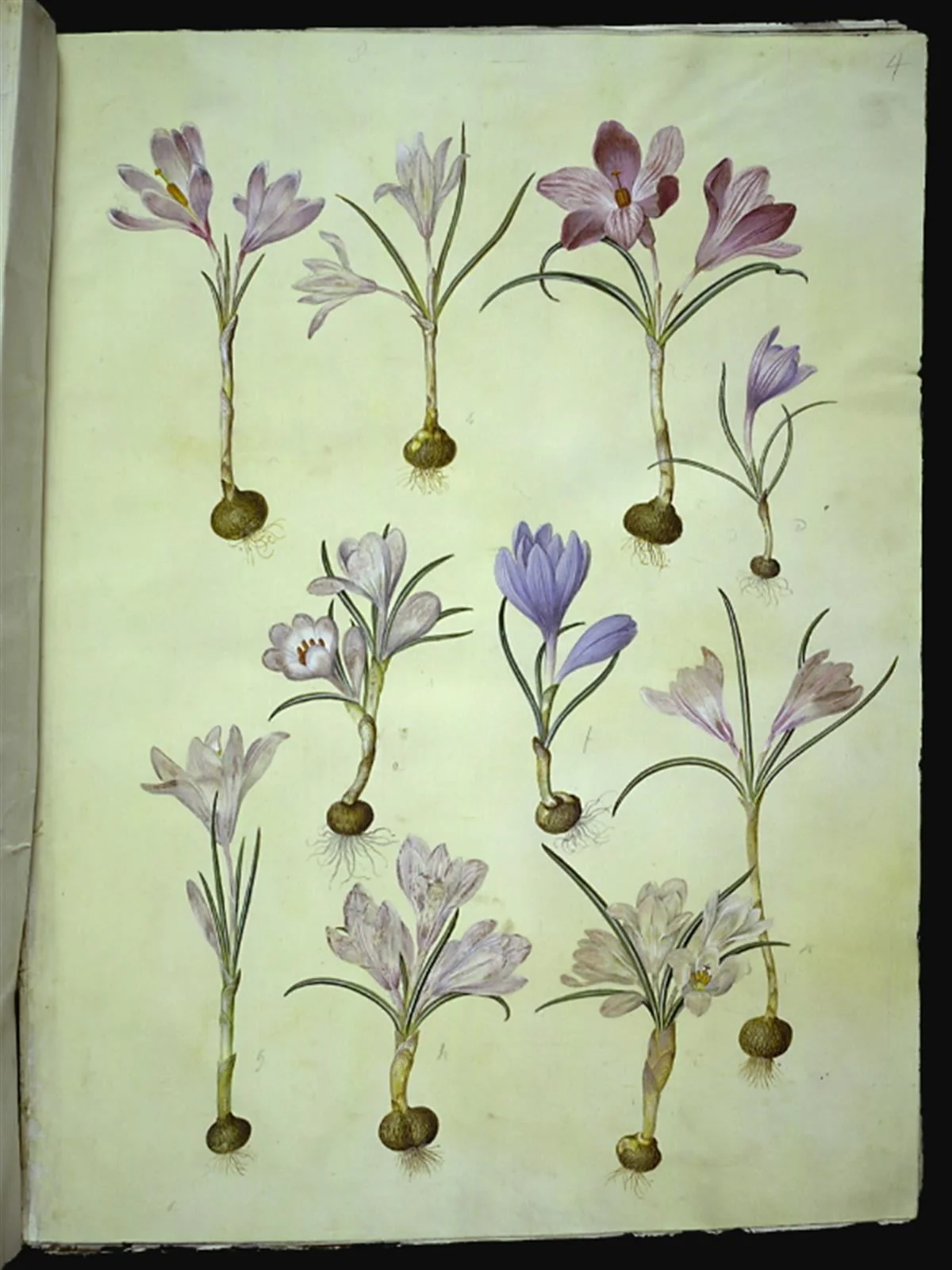 Crocus vernus (vår-krokus), by Unknown, unspecified, 1654