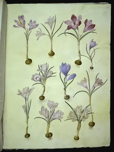 Crocus vernus (vår-krokus)