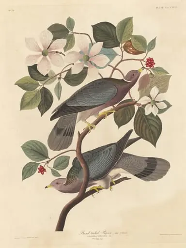Band-tailed Pigeon