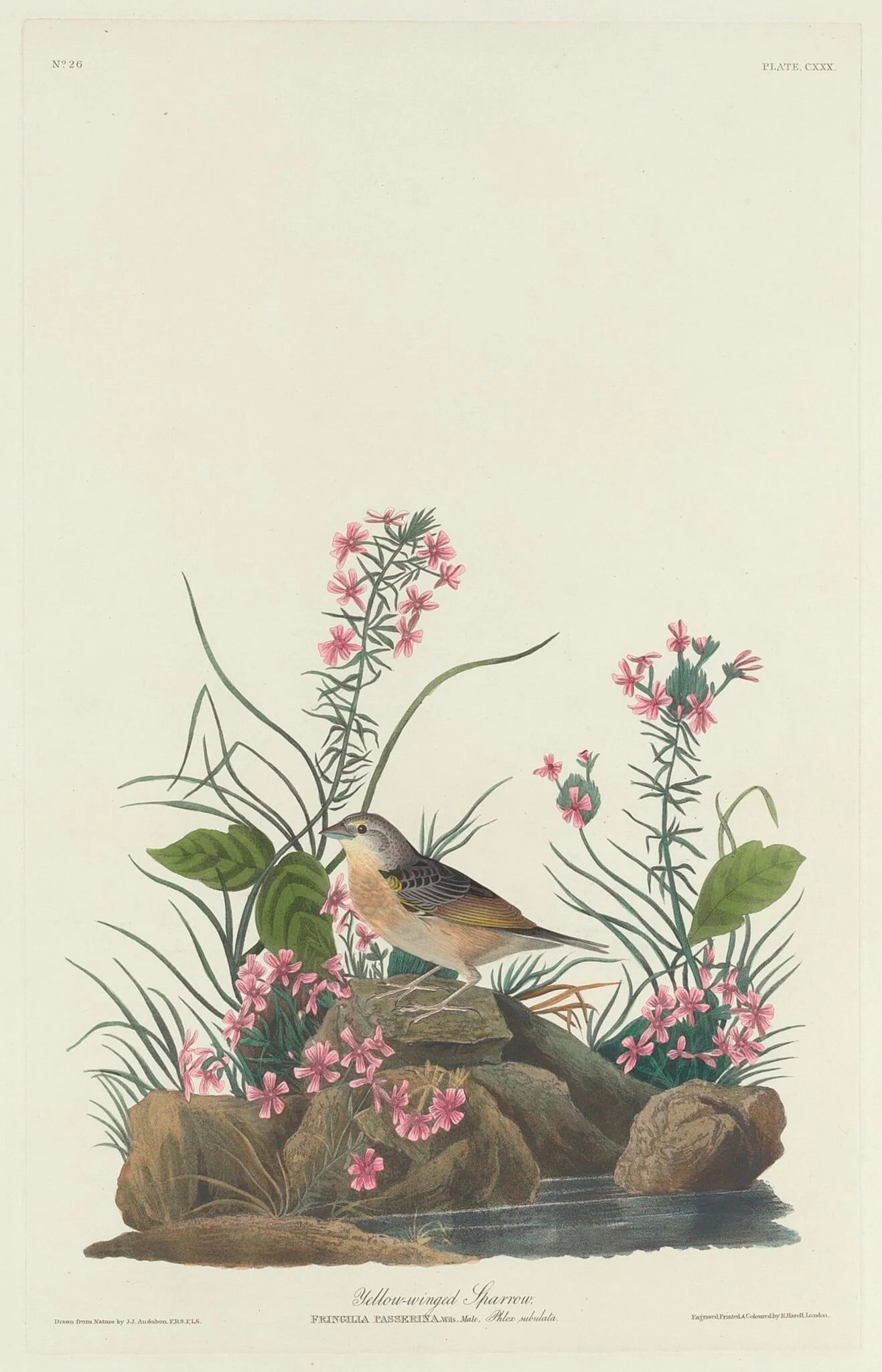 Yellow-winged Sparrow, by Robert Havell Jr., ink, 1832