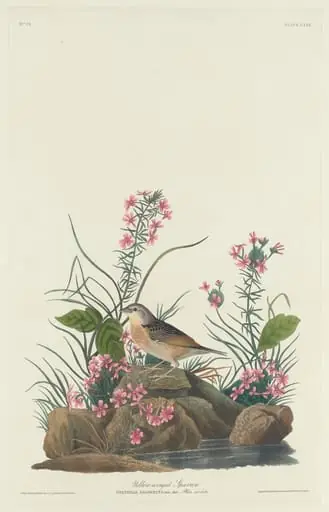 Yellow-winged Sparrow