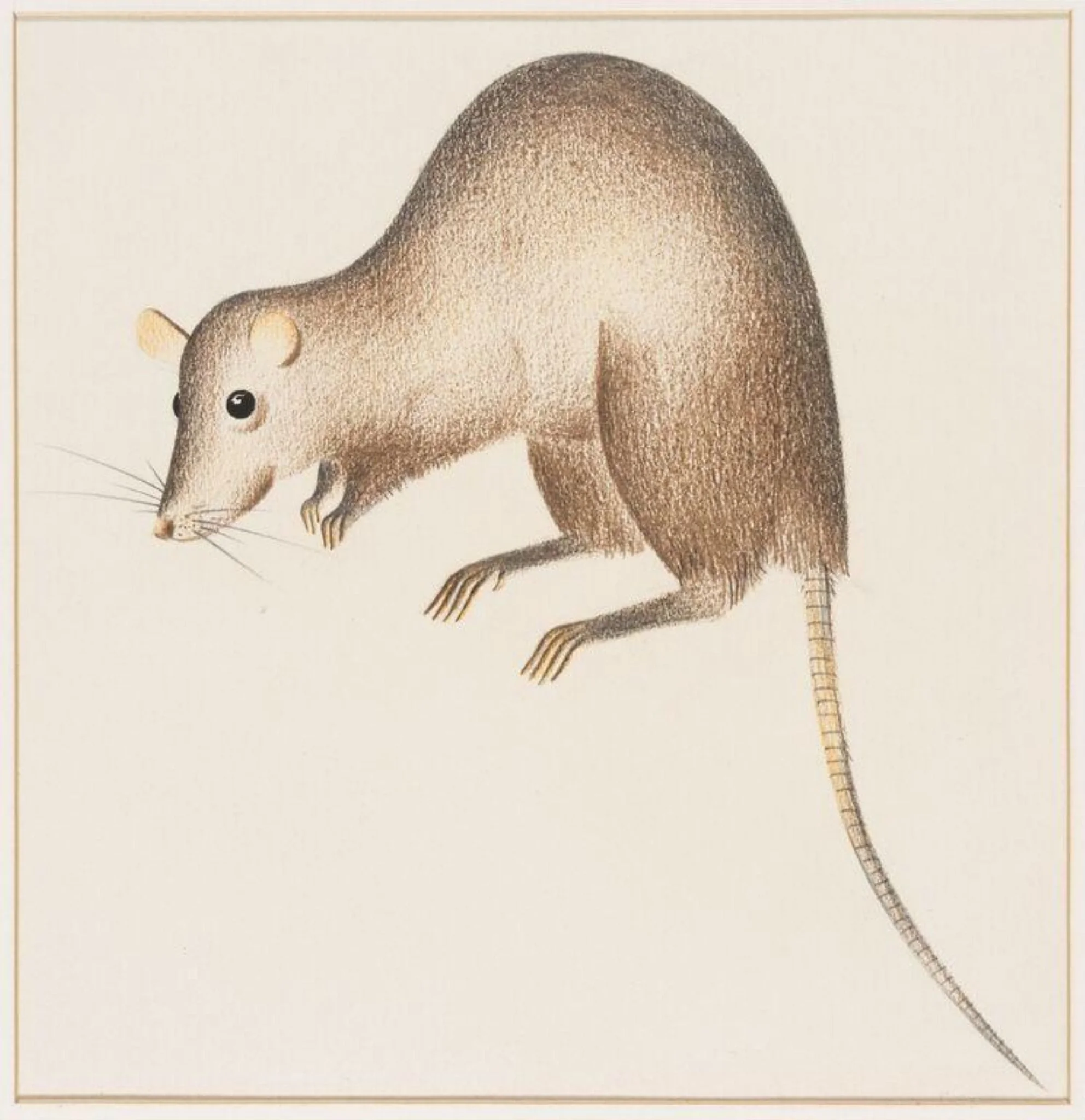 Rat