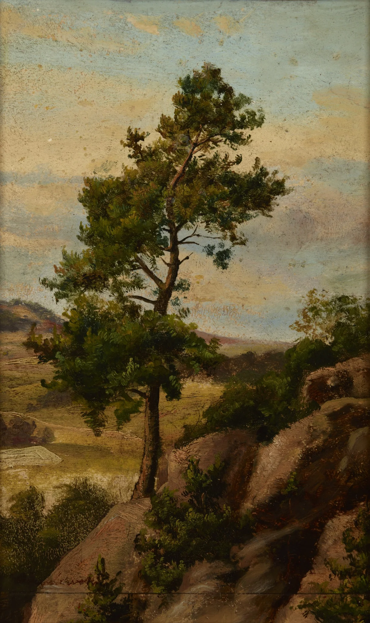 Stone Pine, by Henryk Grabiński, unspecified, 1883