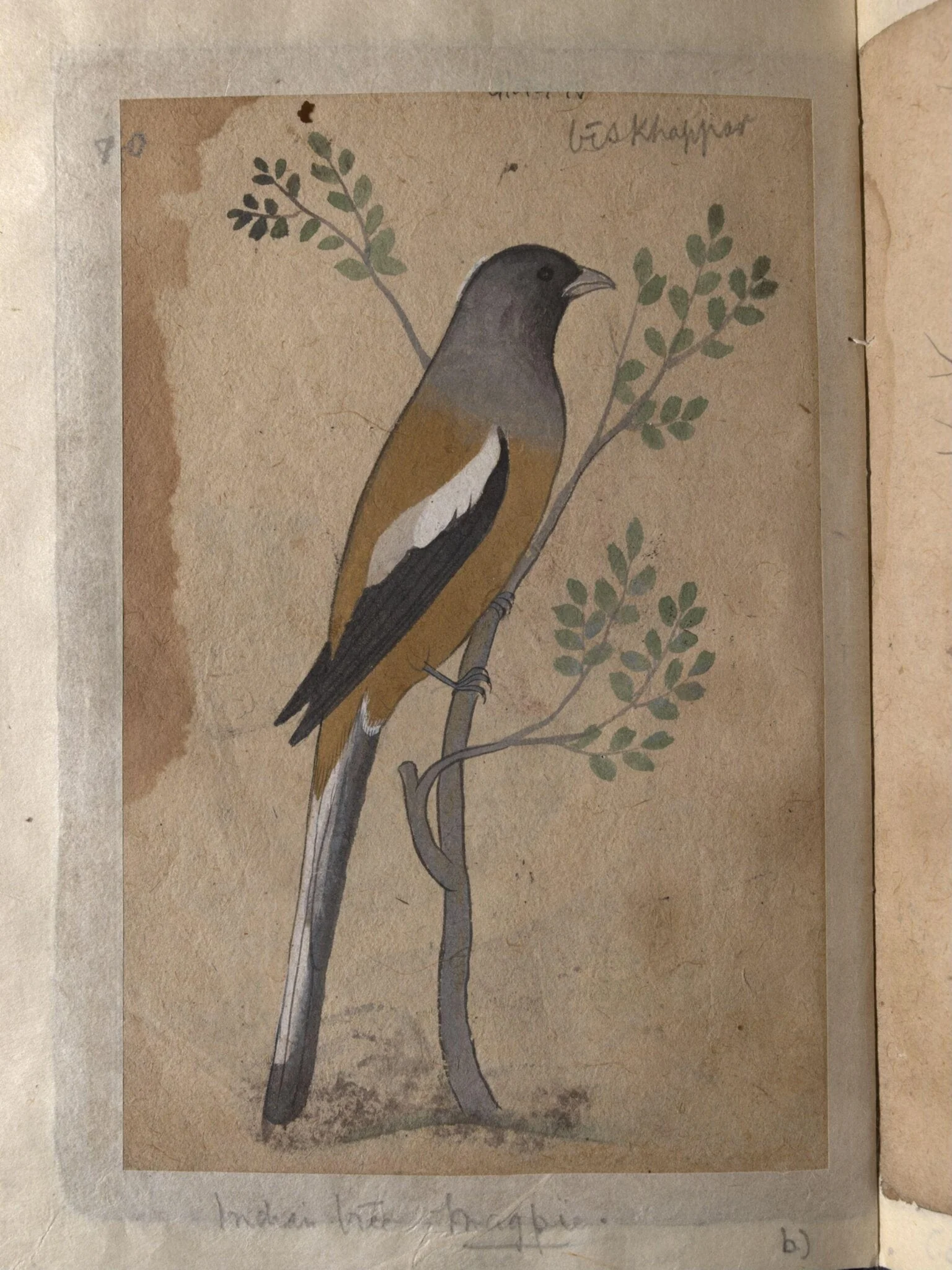 Depictions of a Grey partridge and a Indian tree-pie of Northern India