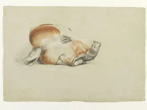 Ecorche drawing of the head of a dog
