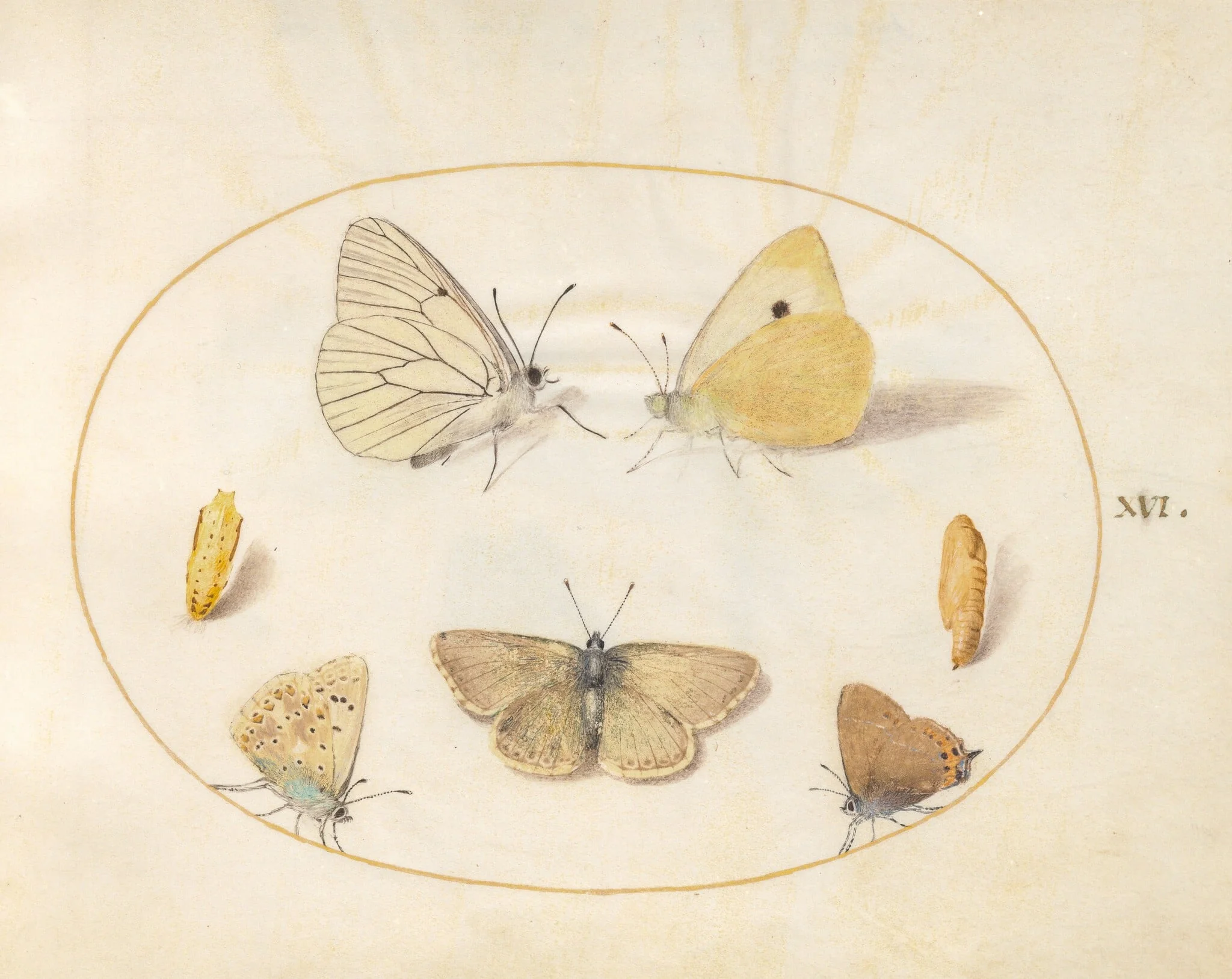 Plate 16: Black-Veined White, Clouded Yellow, Black Hairstreak(?), Geranium Argus(?), and Common Blue Butterflies with Two Chrysalides, by Joris Hoefnagel, gouache, 1594