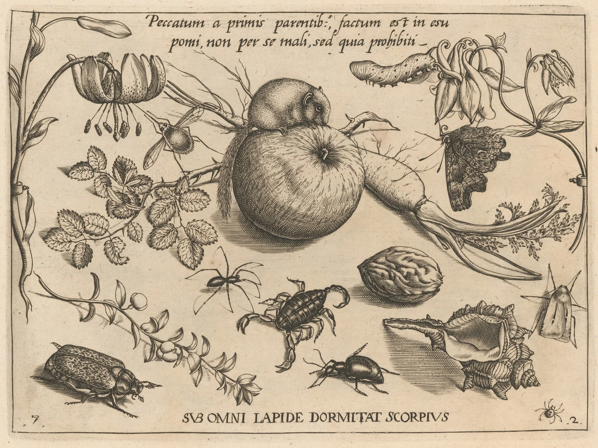 Archetypa studiaque patris Georgii Hoefnagelii [Part 2, Plate 7], by Jacob Hoefnagel, ink, 1592