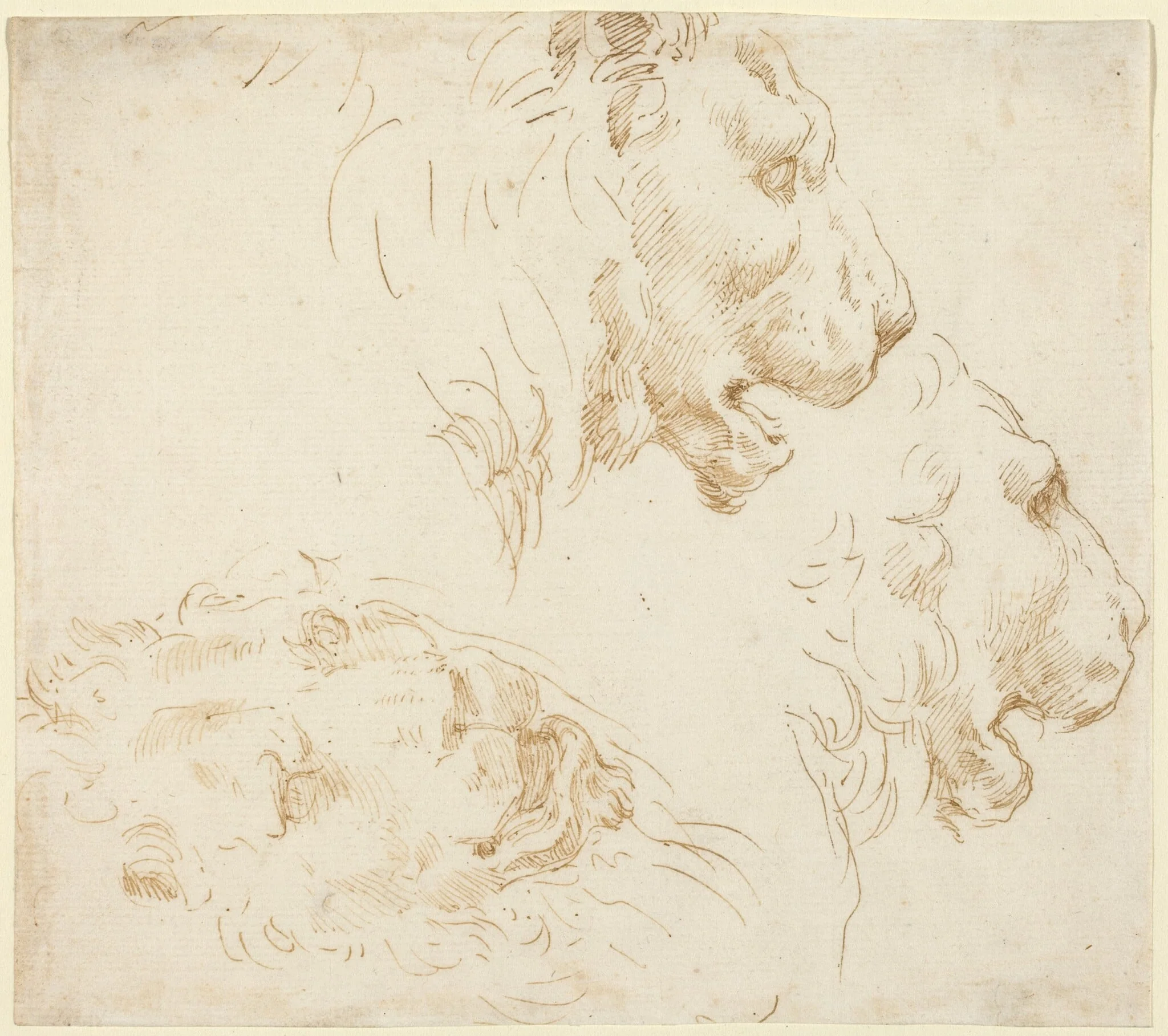 Studies of a Lion's Head, by Stefano Della Bella, ink, 1637