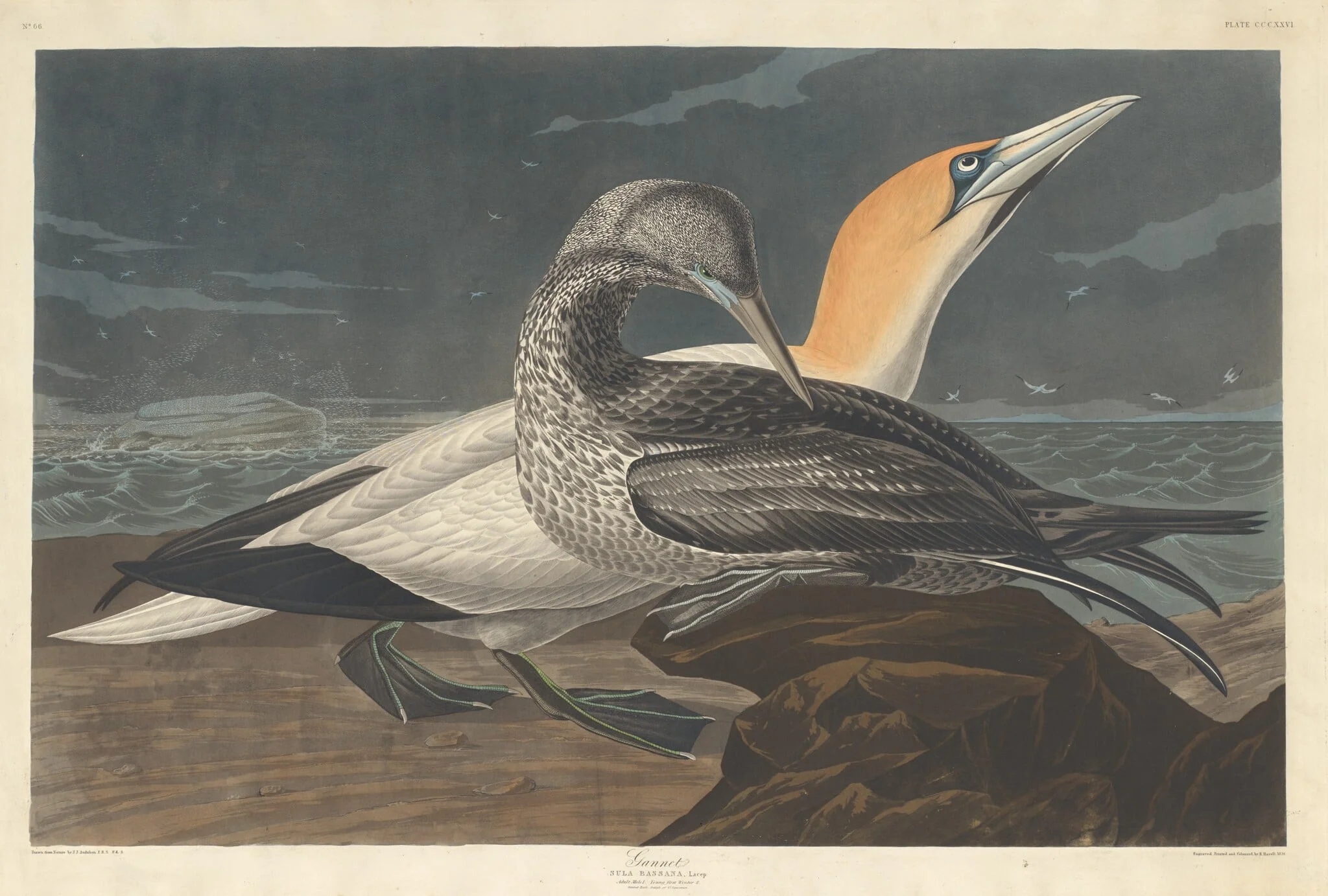 Gannet, by Robert Havell Jr., ink, 1836