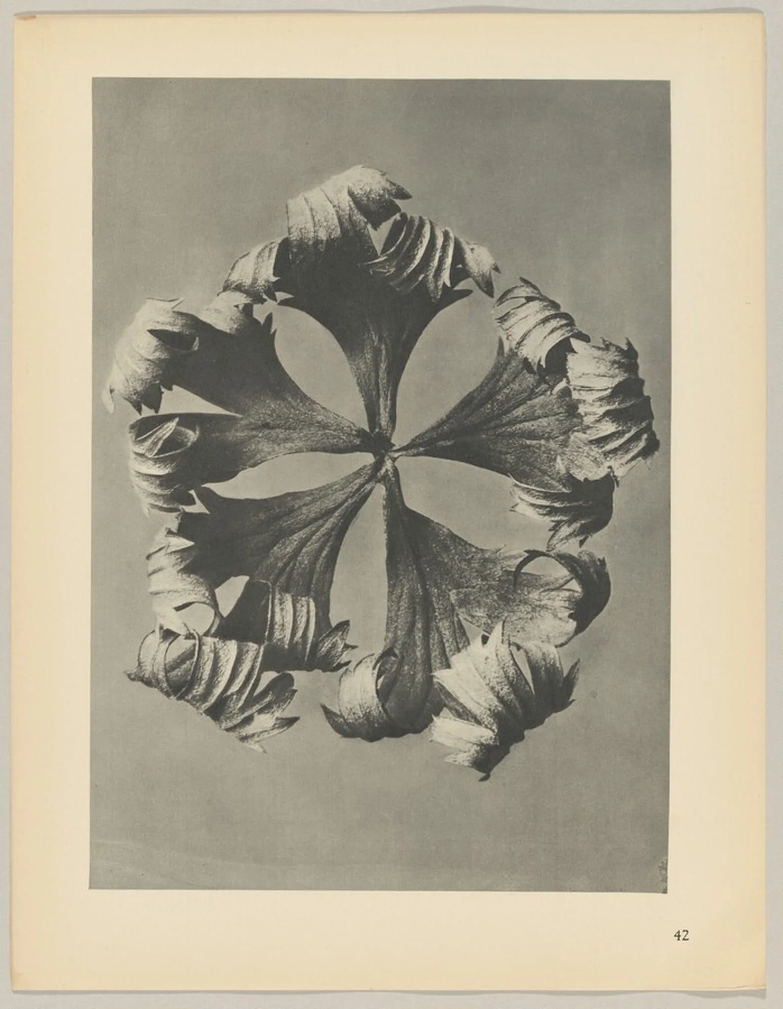 Trollius europaeus, by Karl Blossfeldt, 1928