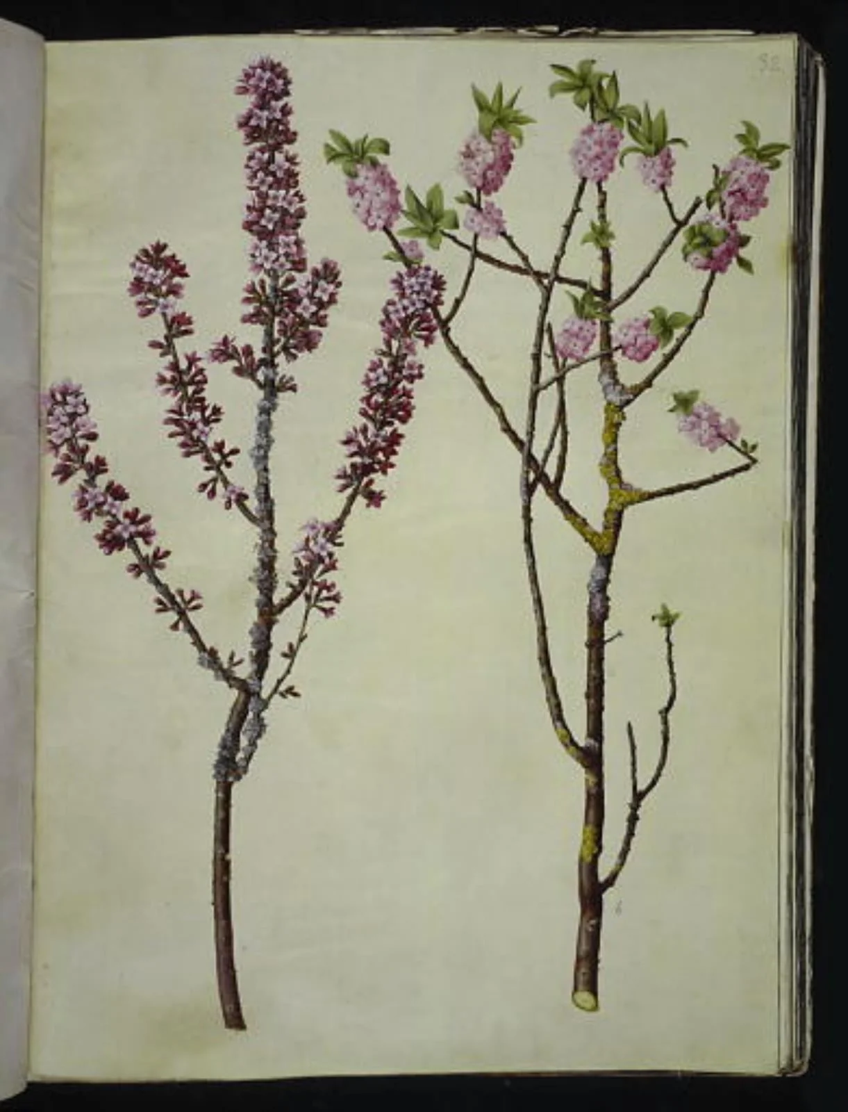 Daphne mezereum (peberbusk), by Unknown, unspecified, 1654