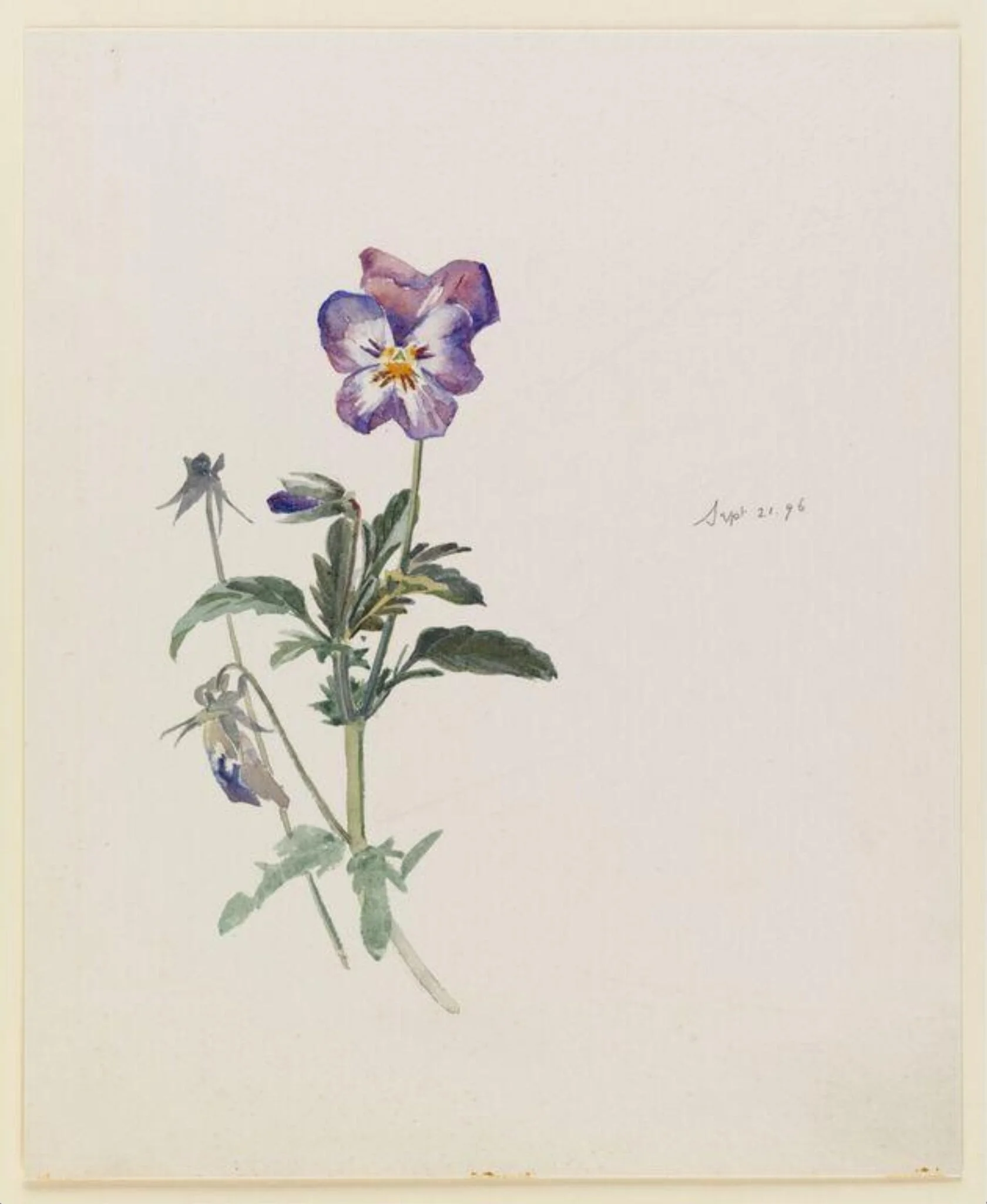 A pansy plant with buds, by Beatrix Potter, watercolor, 21
