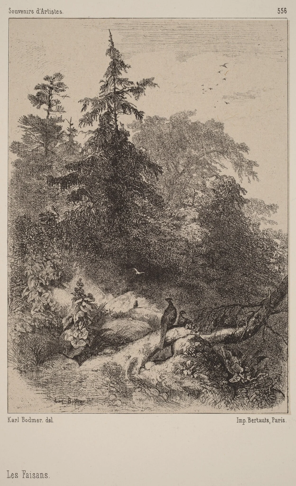 Les Faisans, by Karl Bodmer, ink, 1851