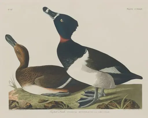 Tufted Duck