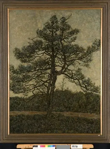 Denneboom