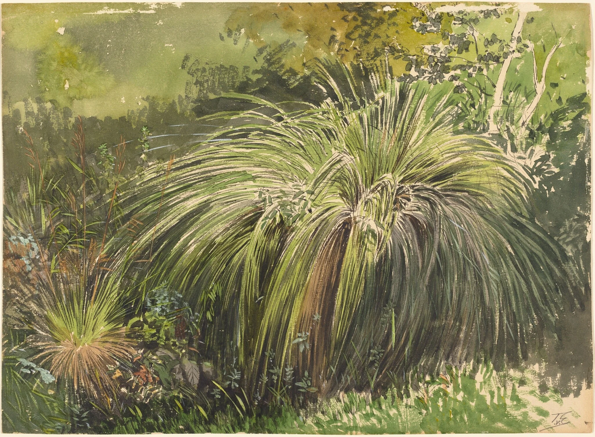 A Corner of a Meadow with Fountaingrass, by Themistocles von Eckenbrecher, ink, 1870
