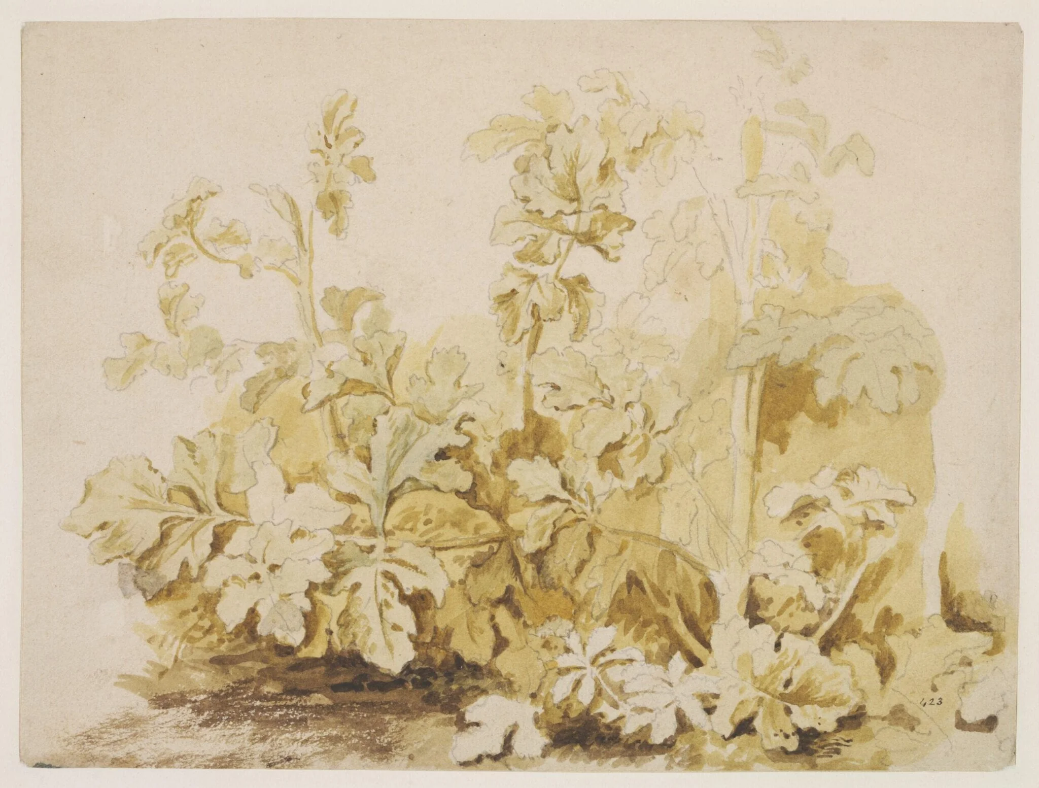 Study of Common Hogweed (<i>Heracleum sphondylium</i>)
