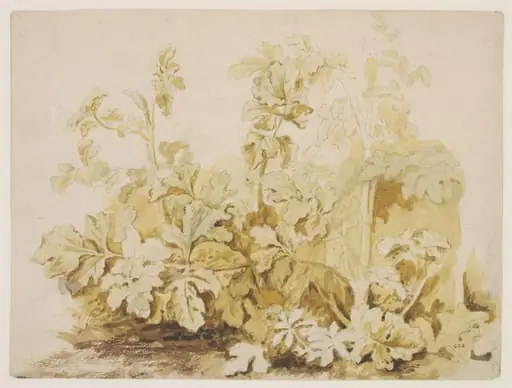 Study of Common Hogweed (<i>Heracleum sphondylium</i>)