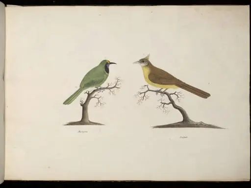 Two Birds