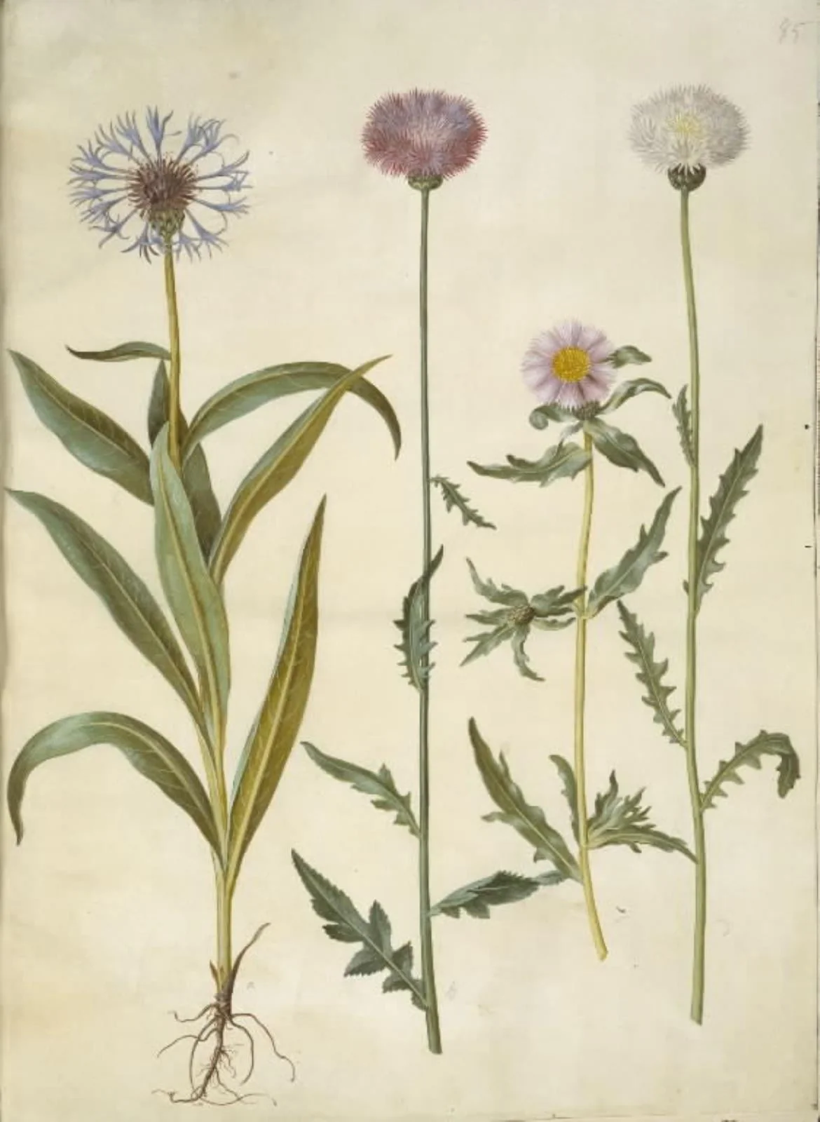 Centaurea montana (bjerg-knopurt); Amberboa moschata (duft-sultan), by Unknown, unspecified, 1654