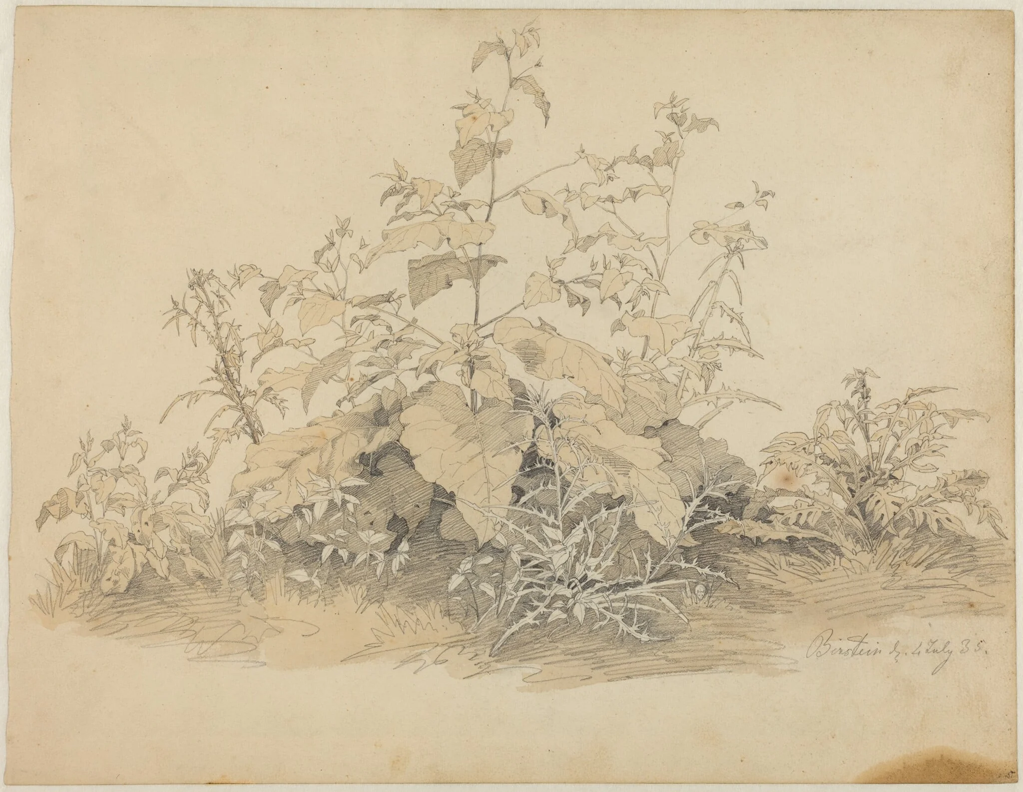 Wild Plants near Birstein, by Johann Christian Heerdt, graphite, 1835
