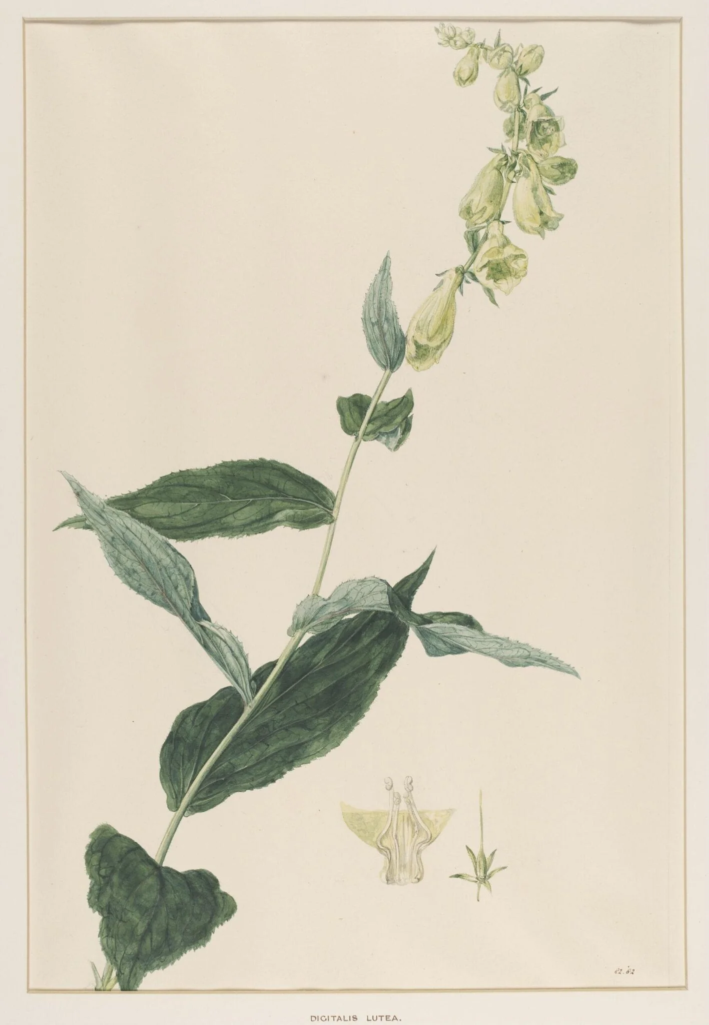 Digitalis Lutea