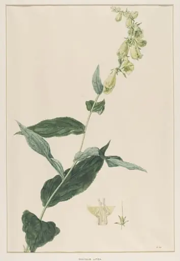 Digitalis Lutea